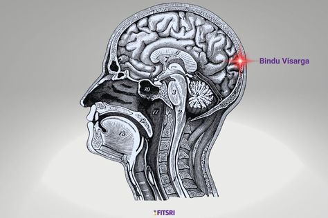 The Bindu Visarga: The Mysterious Point of Cosmic Connection - Fitsri Yoga Quantum Mechanics, Bindu Chakra, Pure Consciousness, Cosmic Connection, Lions Gate, Les Chakras, Improve Flexibility, Breathing Exercises, Someone New