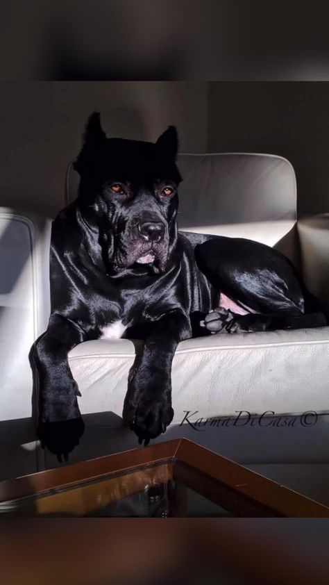 Dogs, Animals, Cane Corso, Beauty