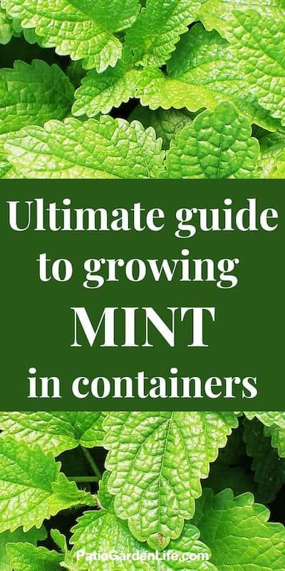 Mint is a popular herb with so many culinary uses. It can also take over a garden bed. Once you know how to grow mint in pots, you'll be able to produce as much as you need, while controlling spread. Potted Mint Plant, Mint In Pots Growing, Grow Mint In Pots, Planting Mint In Pots, How To Grow Mint In A Pot, Growing Mint In Pots, How To Grow Strawberries In A Pot, Mint In Containers, Mint In Pots