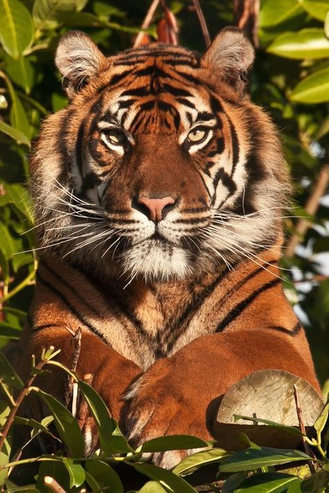 Dignitas sublimitas Tiger Photography, Animals Wallpapers, Wild Animals Photography, Panthera Tigris, Tiger Pictures, Wild Tiger, Photography Animals, Animals Photography, Exotic Cats