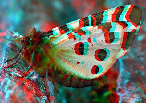 Nature, Anaglyph 3d, 3d Anaglyph, 3d Photos, 3d Photography, Foto 3d, 3d Pictures, 3d Images, 3d Glasses