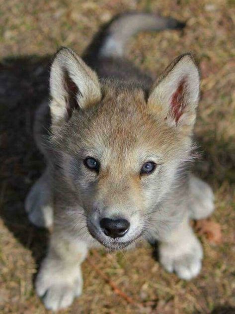 Wolf Puppy, Baby Wolves, Wild Animals Photos, Baby Wolf, Wolf Pup, Wolf Photos, Wolf Love, Wolf Pictures, Beautiful Wolves