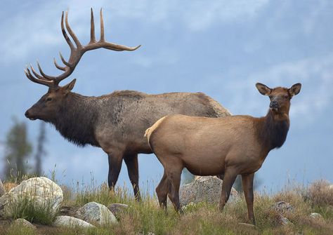 Bull elk and cow by photographer Norman Rich Rennes, Elk Hunting Colorado, Elk Hunting Tips, Cow Elk, Elk Pictures, Elk Hunting Gear, Coyote Hunting, Bull Elk, Deer Hunting Blinds