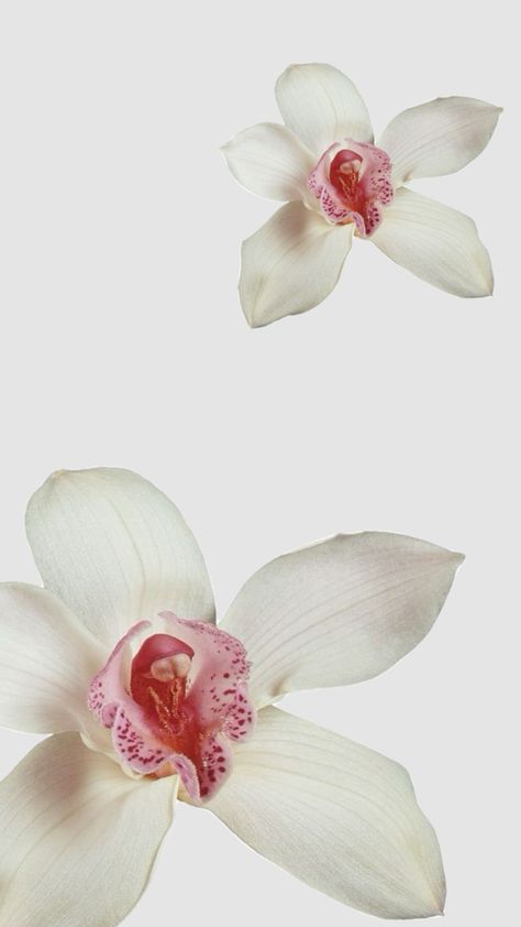 Flower Wallpaper Hibiscus, Pearl Pink Wallpaper, Iphone 13 Pink Wallpaper, Wallapers Aesthetics Iphone, Minimalist Wallpaper Aesthetic, Baby Pink Wallpaper, Petals Wallpaper, Lily Wallpaper, Phone Wallpaper Pink