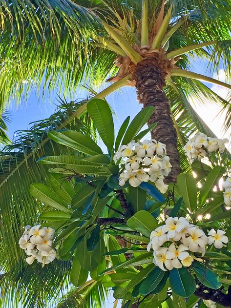 Frangipani and Coconut palm | Photographed in Waikiki, Hawai… | Flickr Bonito, Hawaii Flowers Aesthetic, Frangipani Aesthetic, Frangipani Garden, Tropical Images, Frangipani Tree, Coconut Summer, Coconut Aesthetic, Beachy Wallpapers