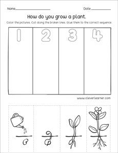 Sequencing Events Worksheet Kindergarten, Planting Worksheets For Preschool, Sequence Worksheets Preschool, Sequence Activities Preschool, Plant Worksheets For Preschool, Flower Life Cycle Preschool, Preschool Sequencing, Sequencing Activities Preschool, Sequencing Kindergarten