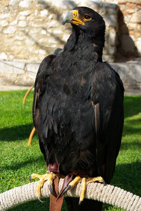 Verreaux's Eagle Nature, Peniscola Spain, Raptor Bird Of Prey, Sky King, Raptors Bird, National Animal, Black Eagle, American Bald Eagle, Black Baby