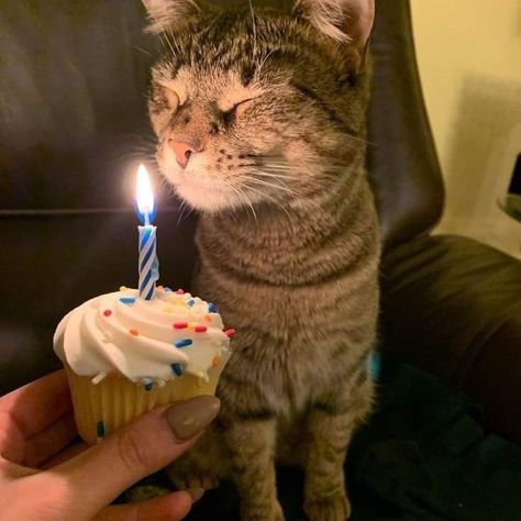 Cat Birthday Funny, Cat Birth, Hotel Laguna, Cat Celebrating, Cake Happy Birthday, Happy Birthday Cat, Cat Hotel, Cat Sitter, Cat Birthday Party