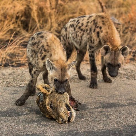 Skullture Factory© on Instagram: “Young headhunters 💥Raw Nature Serie💥  #SkulltureFactory #RawNatureSerie #trophyhead #hyena #headhunter #wildlife #rawlife #animallover…” Nature, Animals, Hyena, Kangaroo, Anima Mundi, Lion Head, The Mirror, Lion, Mirror