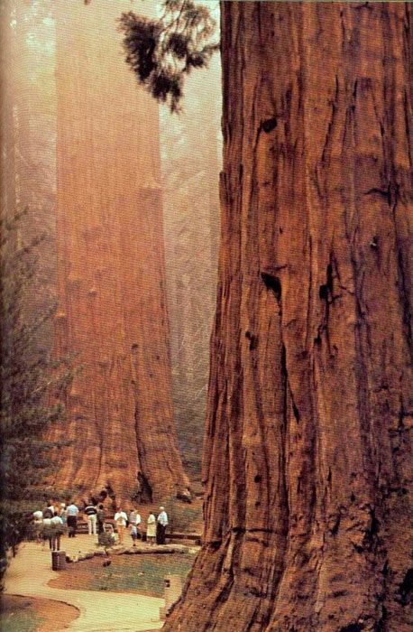 Muir Woods. Day Tripping with Rick SFO north #travel #visitca #dan330 http://livedan330.com/2015/04/24/day-tripping-with-rick-san-francisco-going-north/ Nature, Trees, Arbutus Tree, Vashon Island, Growing Tree, Dean, Wonder