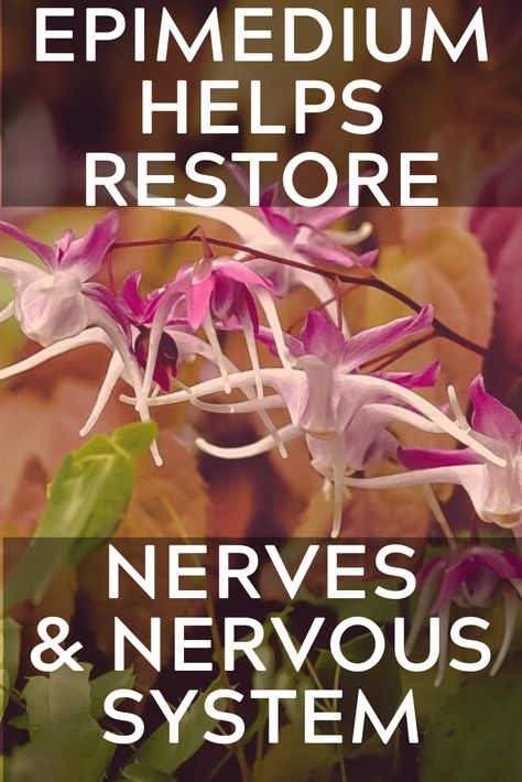 Epimedium Helps Restore Nerves & Nervous System Essential Oils For Nerve Damage Repair, Nerve Repair, Most Healthy Foods, Lavender Hedge, Healing Tips, Nerve Health, Muscle Twitching, Lymph System, Balance Hormones Naturally