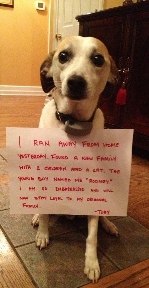 Humour, Funny Animal Quotes, Dog Shaming Photos, Dog Shaming Funny, Cat Shaming, Animal Shaming, Frozen Dog, Guilty Dog, Dog Shaming