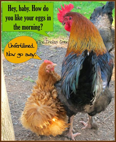 Fascinating Facts about Eggs with an Egg-Laying VIDEO! Picture Sayings, Hilarious Captions, Chicken Coop Ideas, Chicken Jokes, Funky Chicken, Chicken Wallpaper, Farm Humor, Animal Funnies, Chicken Pictures