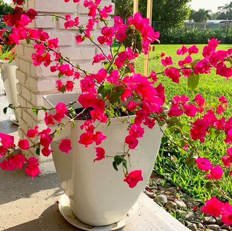 Top 20 plants that love living in pots - Style Curator Patio Flower Pots, Potted Plants Patio, Patio Container Gardening, Tattoo Plant, Porch Plants, Patio Flowers, Porch Flowers, Potted Plants Outdoor, Container Garden Design