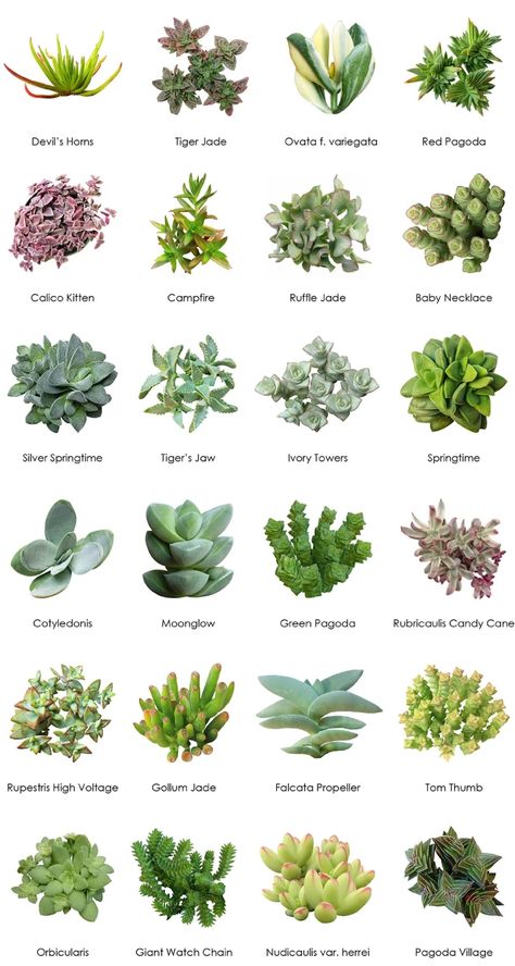 Blackwoods.co.za Succulent Identification Charts - Blackwoods.co.za Identifying Succulents, Succulent Identification, Suculent Plants, Succulent Garden Outdoor, Tanaman Sukulen, Kaktus Dan Sukulen, Succulent Names, Types Of Succulents Plants, Tanaman Indoor