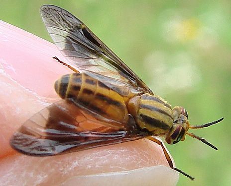 Useful Birthday Gifts, Fly Remedies, Natural Bug Killer, Deer Flies, Deer Fly, Blue Container, Louisiana Swamp, Fly Control, Diy Pest Control