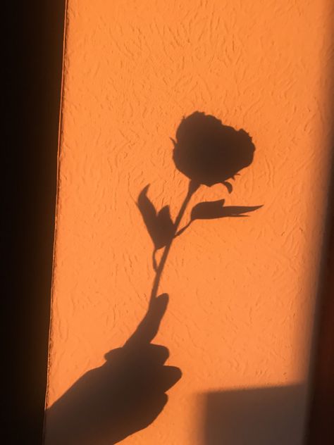 Shadow Pfp, Black Aesthetic Wallpapers, Aesthetic Wallpaper Black, Aesthetic Shadow, Shadow Aesthetic, Rose Shadow, Flower Shadow, Flower Stock, Aesthetic Flower