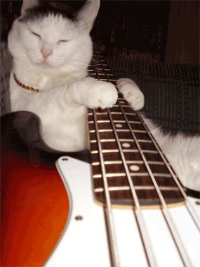 The Musician Leo Core, Silly Kitties, Jazz Cat, Cat Icon, Silly Animals, Dog Blog, Cat Playing, Silly Cats, Funny Cat Videos