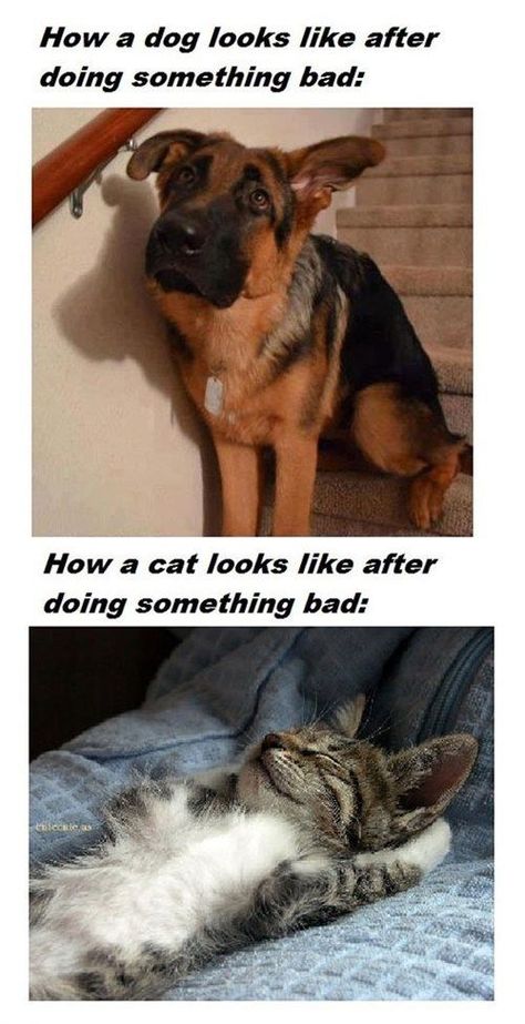 Big reason why dogs are better than cats, dogs actually show they learn. Cats are just little rodent butt holes. Humor Animal, Funniest Animals, Söt Katt, Koci Humor, Cat Vs Dog, Funny Ideas, Animals Dogs, Meme Gato, Funny Dog Memes