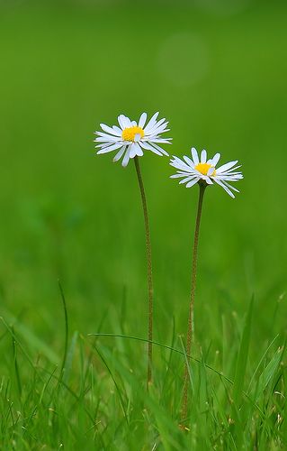 Sunflowers And Daisies, Matka Natura, Daisy Love, Wallpaper Nature Flowers, Beautiful Flowers Wallpapers, Flower Phone Wallpaper, Beautiful Nature Wallpaper, Green Nature, Flower Backgrounds