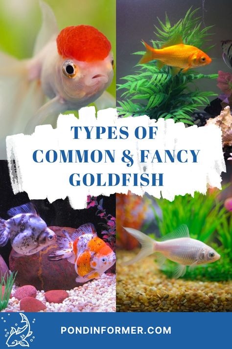 In this Pond Informer guide, you will find pictures and descriptions of common and fancy goldfish types. Lionhead Goldfish, Bubble Eye Goldfish, Goldfish Breeding, Common Goldfish, Comet Goldfish, Goldfish Types, Stock Tank Pool Diy, Fancy Goldfish, Common Carp