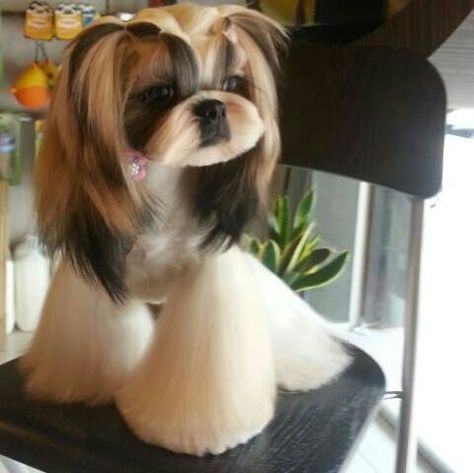 Asian style grooming- shih tzu :) (**Can't wait to grow my Prudence's legs back out after vet shaved em for surgery) Love this look! Japanese Grooming, Shih Tzu Hair Styles, Shiz Tzu, Perro Shih Tzu, Chien Shih Tzu, Shih Tzu Haircuts, Grooming Ideas, Dog Grooming Styles, Shih Tzu Grooming