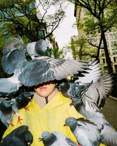 New York Pigeon, Pigeon Photography, Park Reference, Bird Human, Duck Photography, Bird Attack, Ducks And Geese, Todd Haynes, Window Poster