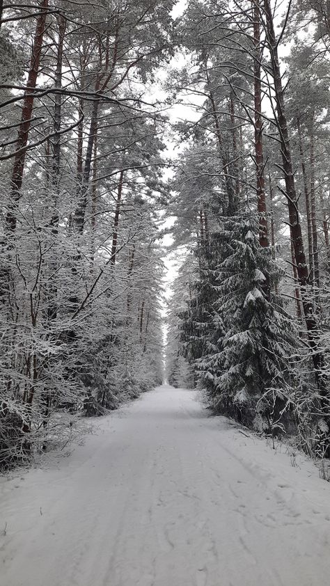 #winter #forest Nature, Snowy Forest Wallpaper, Snow Forest, Snowy Forest, Forest Wallpaper, For Wallpaper, Winter Forest, Unique Beauty, Season 1