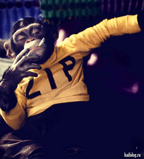 Zip the Photogenic Chimp taking a smoke break. (Colorized Photo). Funny Monkey Pictures, Animal Caricature, Monkey Wallpaper, Funny Monkey, Monkey Pictures, Monkey Art, Great Ape, Dope Wallpapers, Monkeys Funny