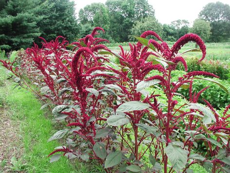 Growing Amaranth: The Complete Guide to Plant, Grow, & Harvest Amaranth Amaranth Plant, Foeniculum Vulgare, Succession Planting, Survival Gardening, Edible Landscaping, Gluten Free Grains, Wild Edibles, Annual Flowers, Garden Guide