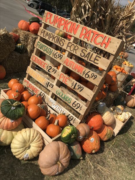 How To Make A Pumpkin Patch, Fall Festival Concession Stand Ideas, Fall Pallets Ideas, Parking Lot Fall Festival, Pumpkin Patch Set Up Ideas, Halloween Pumpkin Patch Ideas, Pumpkin Store Display, Pumpkin Patch Window Display, Pumpkin Selling Display