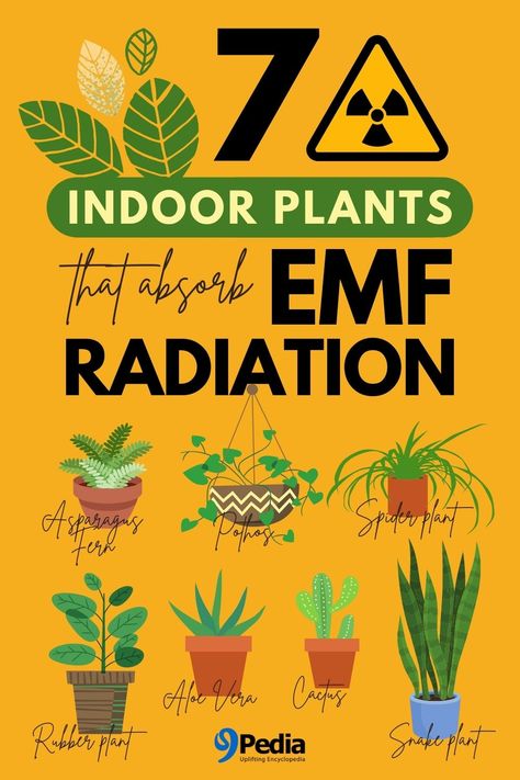 Emf Protection Plants, Plants That Absorb Radiation, Plants That Absorb Emf, Radiation Poisoning, Health 2024, Spray Paint Techniques, Booklet Template, Radiation Exposure, Emf Radiation