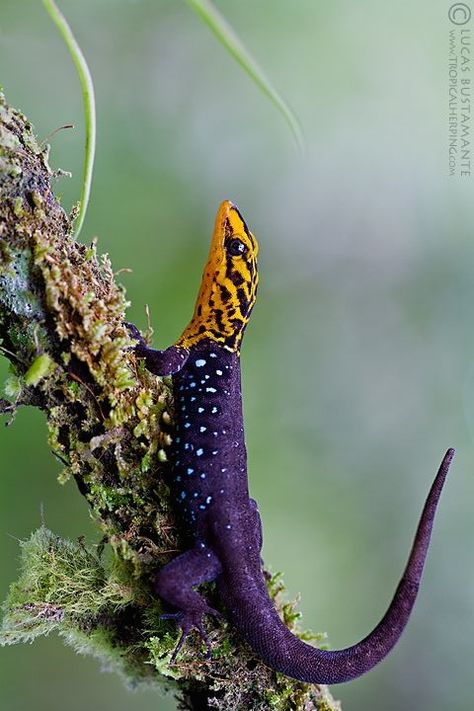 ˚Shieldhead Gecko (Gonatodes caudiscutatus) Ecuador by Lucas M. Bustamante @ flickr Chameleons, Purple Gecko, Purple Lizard, Colorful Lizards, Pet Lizards, Reptile Snakes, Cute Reptiles, Interesting Animals, Haiwan Peliharaan