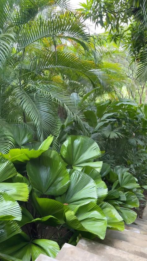 Tropical English Garden, Craig Reynolds Landscape, Birds Of Paradise Landscaping Ideas, Tropical Shade Garden, Modern Tropical Landscape Design, Bromeliad Landscaping Ideas, Bali Landscape Design, Tropical Garden Design Landscaping, Tropical Landscaping Front Yard