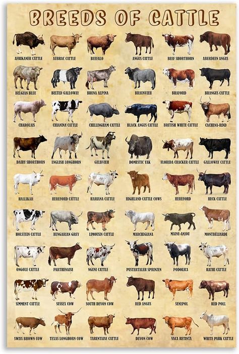 Amazon.com: HLLNWB Breeds of Cattle Poster Animal Canvas Farmhouse Highland Cow Poster Texas Longhorn Cow Wall Art Poster (Unframed 12x18inch) : Office Products Breeds Of Cattle, Cow Breeds Chart, Cow Types, Different Types Of Cows, Texas Longhorn Cow, Types Of Cows, Cow Poster, Posters Amazon, Cow Shed