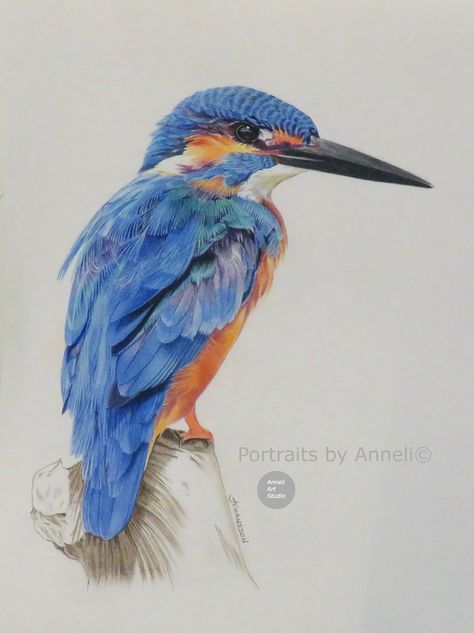 Coloured pencil drawing Kingfisher bird art. I think I have used every possible colour in this drawing. Approx 23 x 30cm . ( Please visit www.artbyanneli.com or facebook @artbyanneli.johansson for prints or commissions) #kingfisher #colouredpencil #art #wildlife #birds #fineart #drawing Coloured Pencil Drawings Animals, Bird Pencil Colour Drawing, Coloured Pencil Animal Drawings, Bird Color Pencil Drawing, Coloured Pencil Art Drawings, Kingfisher Bird Drawing, Birds Pencil Drawing, Colour Pencil Sketches, Bird Art Drawing