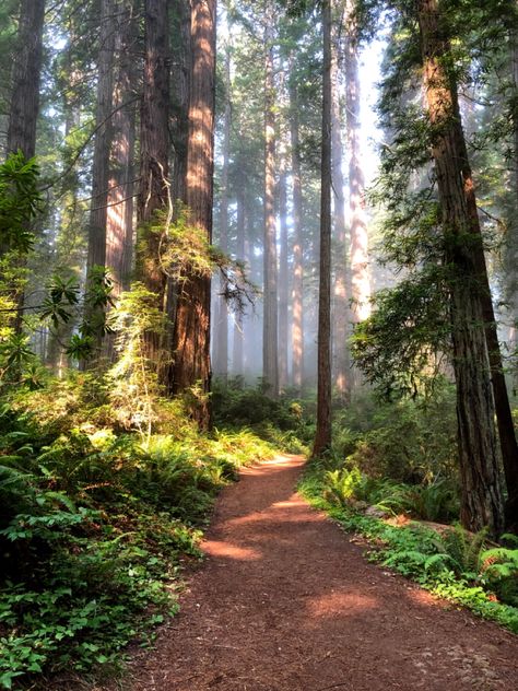 The red trees of northern California during summertime. Nature, Red Woods Aesthetic, California Redwoods Aesthetic, California Forest Aesthetic, Red Wood Forest California, Northern California Aesthetic, Red Wood Forest, Northern California Hikes, Red Woods