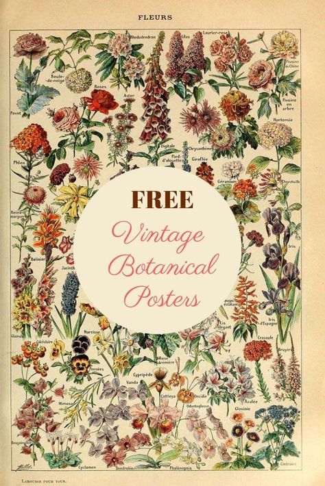 6 fabulous vintage botanical posters to download for free. #flowers #botanicals Botanical Posters, Botanicals Illustration, Vintage Flower Poster, Free Ephemera, Sewing Desk, Theme Nature, Illustration Botanique, Artwork Ideas, Botanical Illustration Vintage