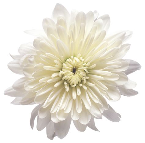 White Flower Png, Flower Transparent, November Birth Flower, Red Chrysanthemums, White Chrysanthemum, Transparent Flowers, Flower Icons, Nothing But Flowers, Victorian Flowers