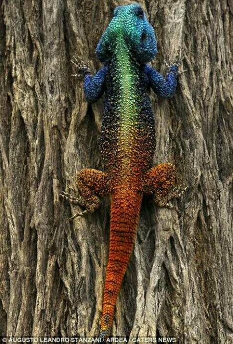 A rainbow Bearded Dragon!!!! Cute!!!!<3 Iguanas, Reptiles And Amphibians, Colorful Lizards, Mandrill, Colorful Animals, Bearded Dragon, Animal Planet, Gecko, Nature Animals