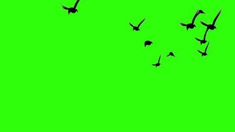 Bird Flying Png Video, Birds Flying Png Video, Birds Png For Editing Video, Birds Flying Green Screen Video, Flying Birds Png Video, Birds Green Screen Video, Bird Png Video, Green Screen Birds Flying, Birds Png Video