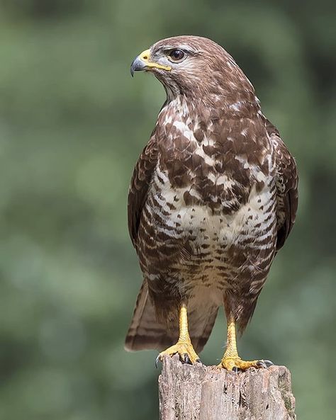 Buzzard, Nature, Wildlife Photography, Common Buzzard, Animal Inspiration, S King, Eagle Pictures, Instagram S, Birds Of Prey