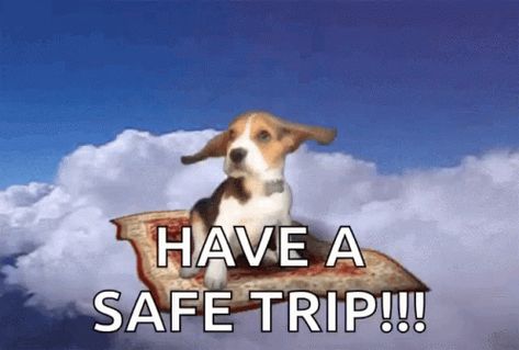 Puppy Flying GIF - Puppy Flying Carpet - Discover & Share GIFs Safe Travels Wishing You Funny, Safe Flight Wishes, Happy And Safe Journey, Safe Travels Quote, Have A Good Trip, Fly Gif, Have A Great Trip, I Love You Animation, Good Trip