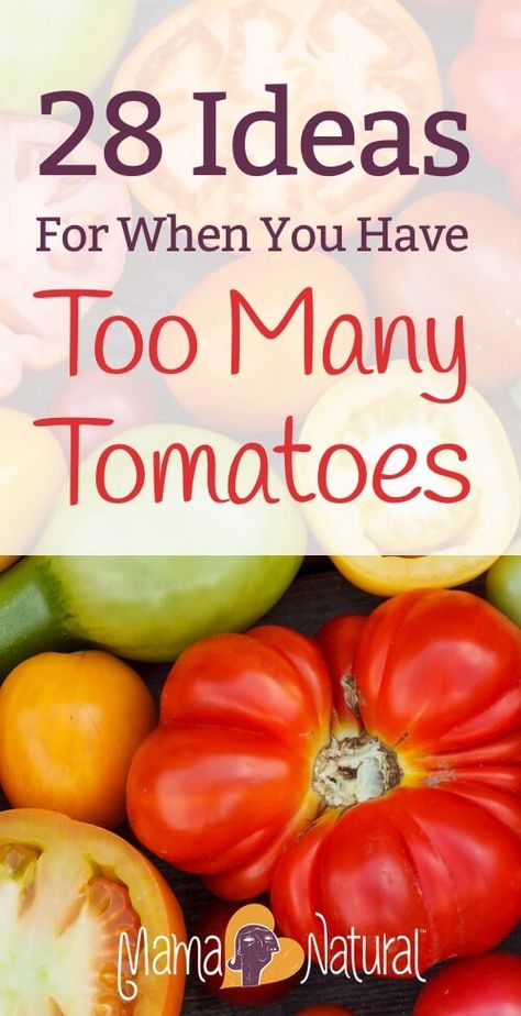 Late in the summer, many gardeners end up with too many tomatoes! Here are 28… Extra Tomatoes, Too Many Tomatoes, Types Of Tomatoes, Fresh Tomato Recipes, Mama Natural, Garden Veggies, Tomato Garden, Deilig Mat, Garden Recipes