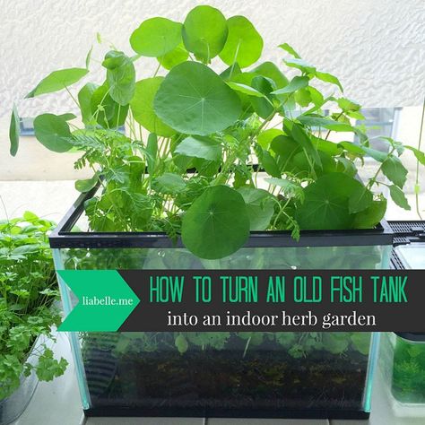 How to turn an old fish tank into an indoor herb garden Upcycling, Repurpose Aquarium, Terrarium Fish Tank, Tank Terrarium, Plant Aquarium, Growing Food Indoors, Fish Tank Terrarium, Diy Fish Tank, Hydroponic Farming