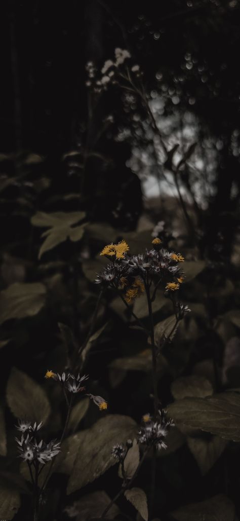 Bonito, Nature, Dark Leaves Aesthetic, Black Background Aesthetic Photography, 4k Wallpaper Iphone Nature, Dark Moody Wallpaper Iphone, Dark Green Wallpaper Backgrounds, Dark Wallpaper Phone Backgrounds, Dark Plant Wallpaper