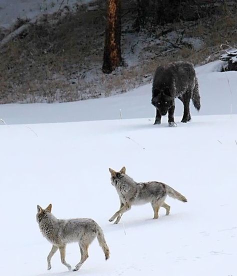 Wolf And Rabbit, Wolf Size, Wolf Running, Wolf Hybrid, Wolf Love, Wolf Spirit, Beautiful Wolves, Big Bad Wolf, Black Wolf