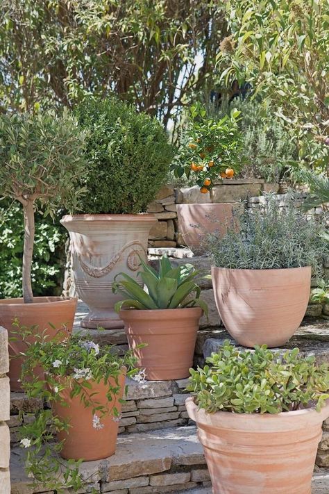 Terracotta Pots Garden, Provence Garden, Potted Plants Outdoor, Courtyard Gardens Design, Flower Pots Outdoor, Italian Garden, Garden Containers, Mediterranean Garden, French Garden