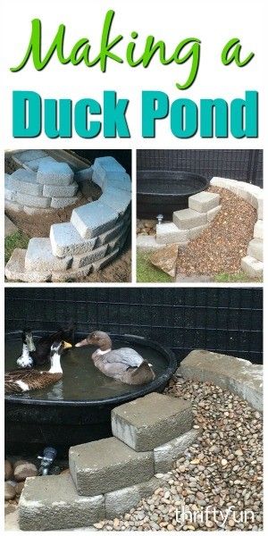 Stock Tank Duck Pond Ideas, Food For Ducks, Duck Waterer No Mess Winter, Stock Tank Duck Pond, Duck Ponds Backyard Diy, Diy Duck Pond, Darth Yoda, Duck Enclosure, Duck House Plans