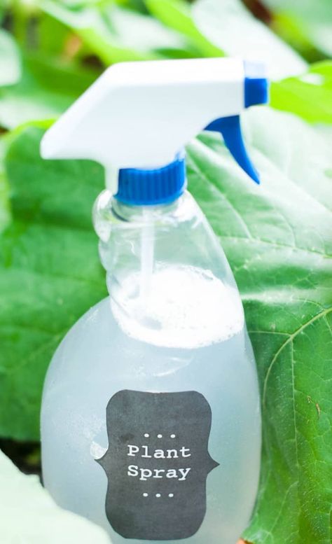 DIY Insecticidal Plant Spray. Want to get rid of those pests without poisoning your garden? Here is an easy and healthy way to keep the bugs away! Insecticide For Plants, Homemade Bug Spray Recipe, Garden Bug Spray, Bug Spray For Plants, Homemade Insecticide, Pest Spray, Homemade Bug Spray, Diy Bug Spray, Bug Spray Recipe